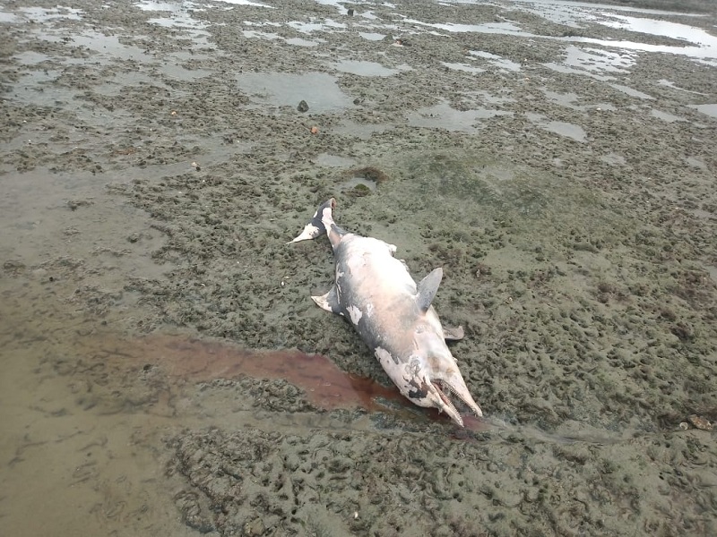 Golfinho é encontrado morto na Ilha de Maré