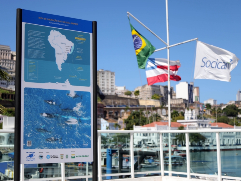 Ação especial abre temporada de observação de baleias-jubarte em Salvador