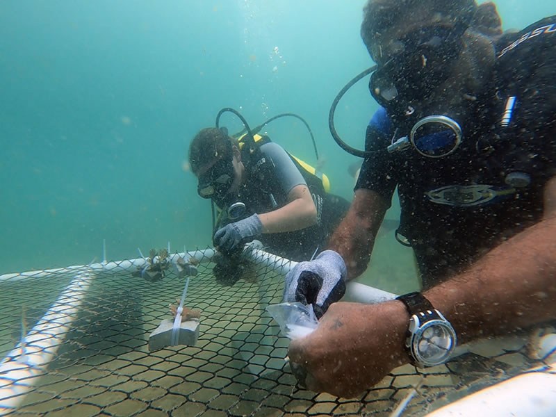 Projeto inovador desenvolve técnica para acelerar restauração de corais na Ilha de Maré