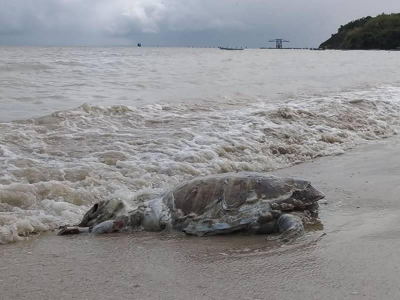 Tartaruga marinha é encontrada morta em praia de Tubarão
