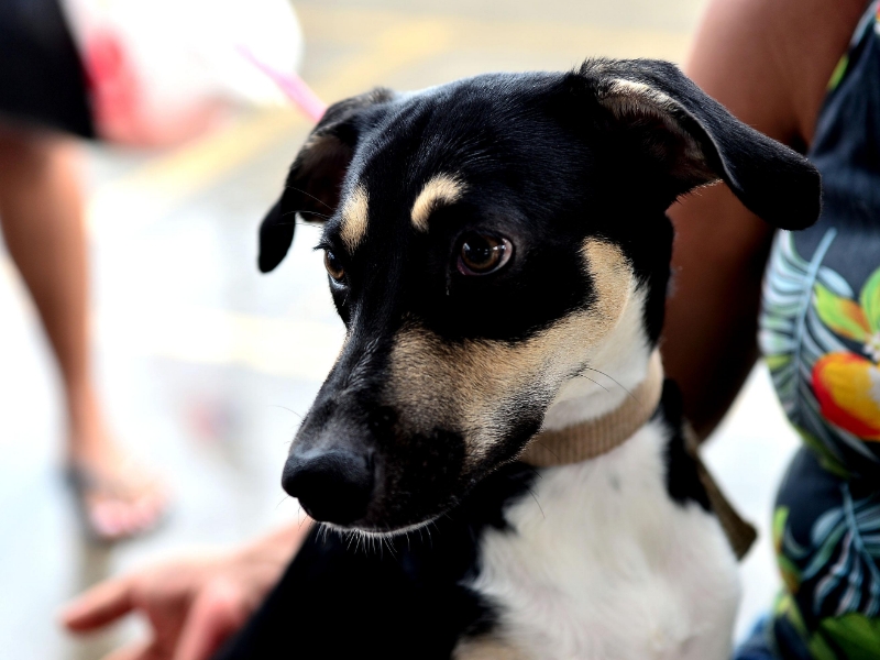 Saiba quais são os cuidados necessários com os pets no período junino