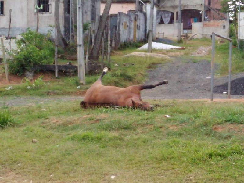 Cavalo morto há dias em Paripe 