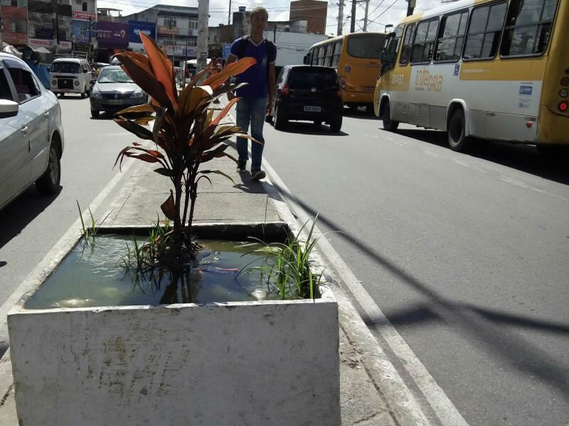 Flagrante de foco de dengue na Suburbana