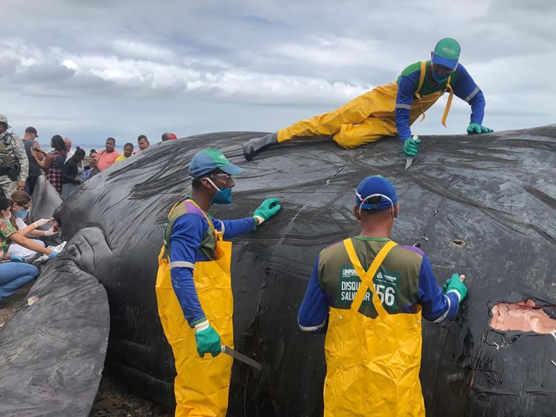 Operação retira carcaça de baleia em Coutos