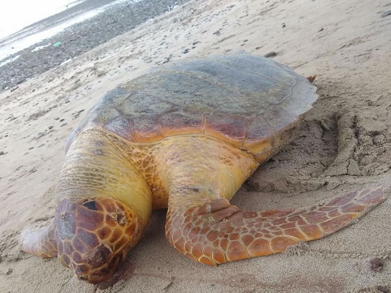 Tartaruga é encontrada morta em praia do Subúrbio