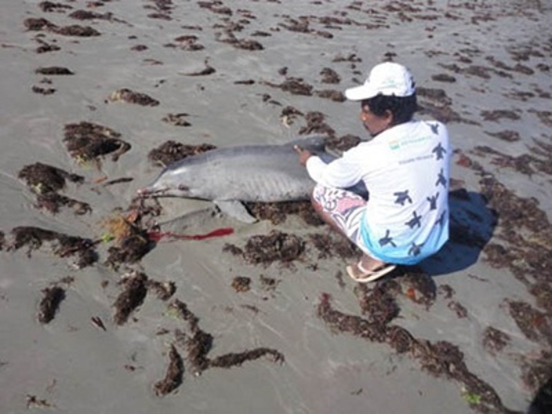 Moradores de Paripe encontram golfinho morto na Praia de Tubarão