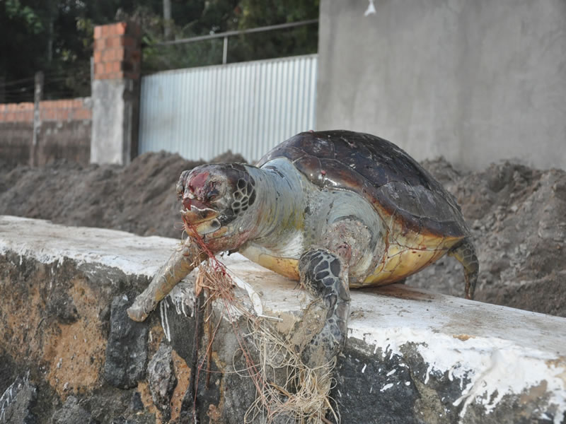 Tartaruga encontrada morta na Praia de Tubarão em Paripe