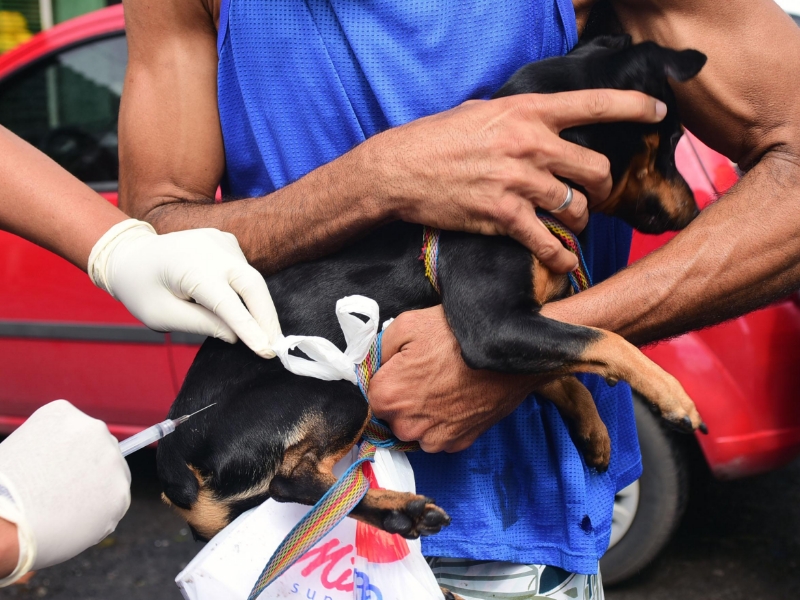 Salvador inicia campanha de vacinação antirrábica animal nesta segunda (8)